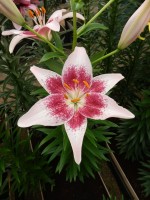 [4068 Strawbery and Cream Mak No02.JPG]